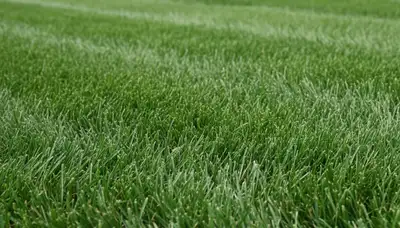Close-up of freshly mowed grass blades showing precise lawn care by Chop Chop Landscaping in Naperville, IL