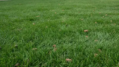Healthy Naperville IL lawn recovering after professional aeration by Chop Chop Landscaping