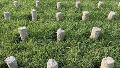 Close-up of soil core plugs after lawn aeration treatment by Chop Chop Landscaping in Naperville, IL
