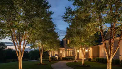 Mature trees with professional uplighting at night by landscape lighting experts in Naperville, IL